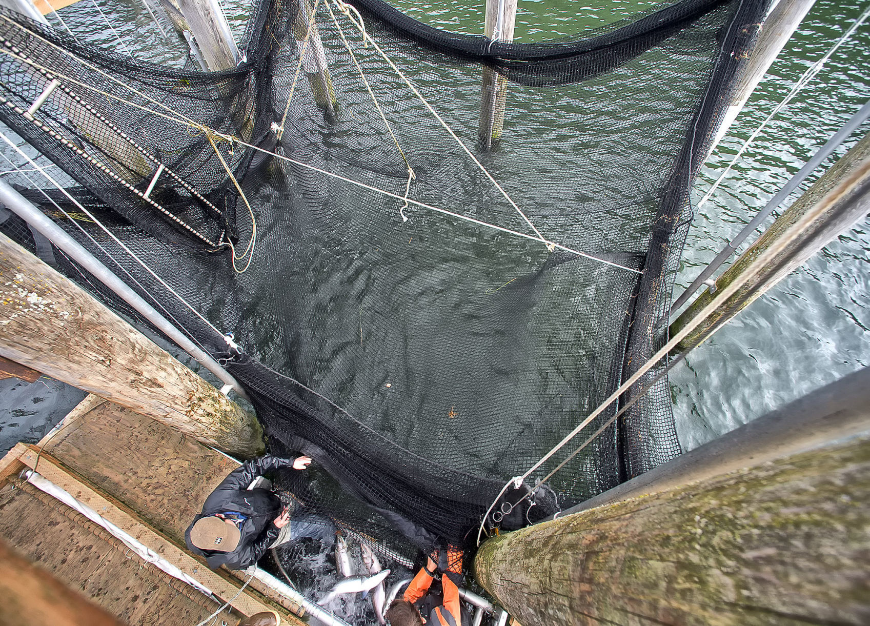 Cathlamet fish trap